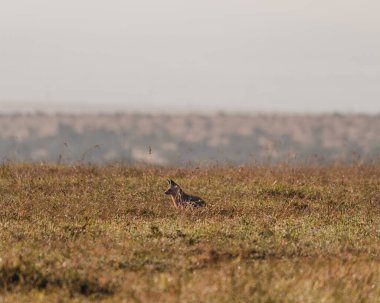 Yaşlı Pejeta 'nın otlağında yarasa kulaklı tilki arıyor.