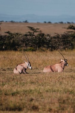 Graceful Beisa Oryx roaming the Ol Pejeta Conservancy clipart
