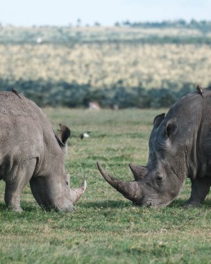 Bir çift siyah gergedan Ol Pejeta Koruma Alanında huzur içinde otluyor..