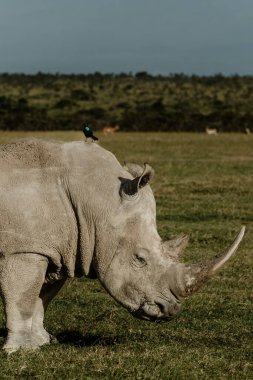 Kenya, Ol Pejeta 'da bir kuş arkadaşı olan siyah gergedan.. 