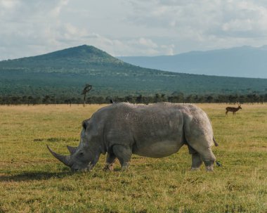 Kenya, Ol Pejeta 'da bir kuş arkadaşı olan siyah gergedan.