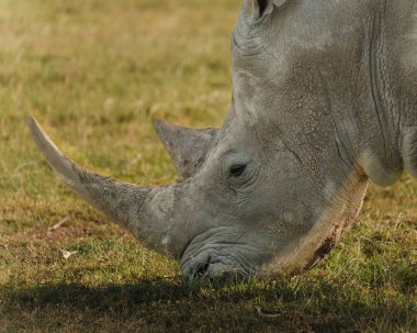 Sıcak Kenya ışığında otlayan siyah bir gergedanın yakın çekimi