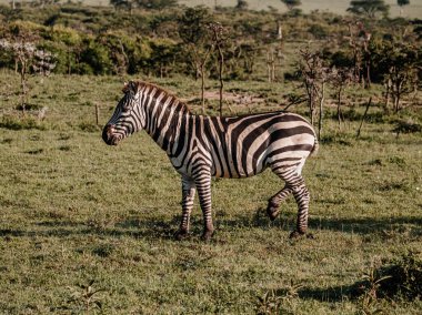 Yalnız zebra yemyeşil Masai Mara çayırlarında