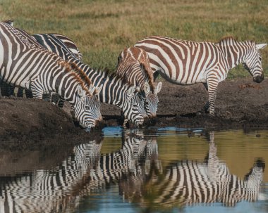 Zebralar Kenya savanasındaki su birikintisine yansıdı