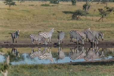 Zebras reflected at waterhole in Kenyan savannah clipart