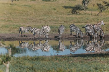 Zebralar Kenya savanasındaki su birikintisine yansıdı