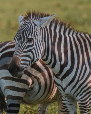 Karmaşık çizgiler gösteren zebranın yakın çekimi, Masai Mara.