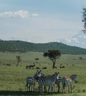 Zebralar canlı, biyolojik çeşitlilikte Masai Mara manzarasında kümelenirler.