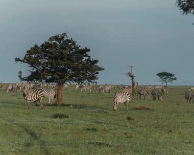Masai Mara 'daki Akasya ağaçlarının arasında zebra sürüsü