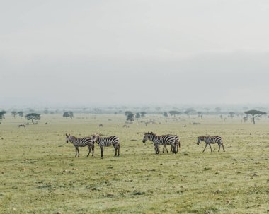 Zebralar sisli Masai Mara 'da otluyor.