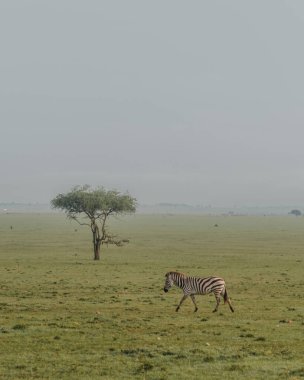 Zebralar sisli Masai Mara 'da otluyor.