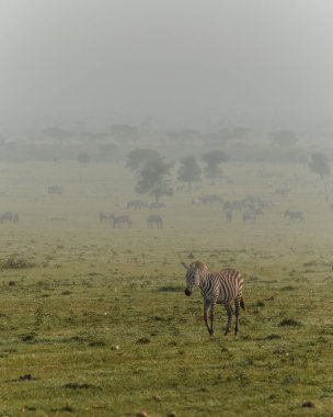Zebralar sisli Masai Mara 'da otluyor.