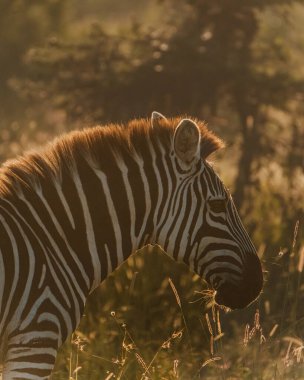 Zebra grazes at sunset in tranquil Ol Pejeta clipart