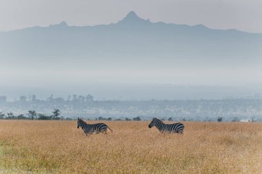  Zebras roam with Mount Kenya in the backdrop, Ol Pejeta clipart