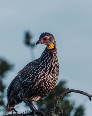 Yellow-necked Spurfowl perched, vivid in Kenyan dawn. clipart