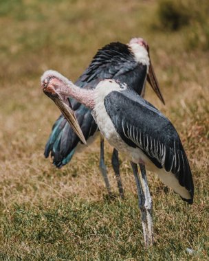 Marabou Stork çimlerde, grev profili, Masai Mara