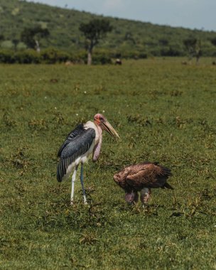Marabou Stork in grass, striking profile, Masai Mara clipart