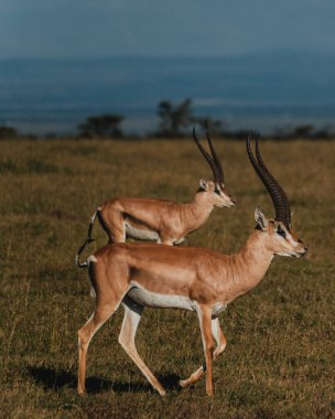 Two Grant's gazelles stride across Kenyan grassland clipart