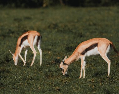 Two Grant's gazelles stride across Kenyan grassland clipart