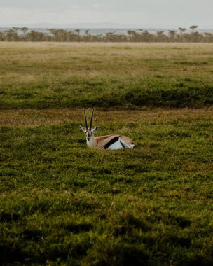 Alert Thomson's gazelle in expansive Kenyan savannah clipart
