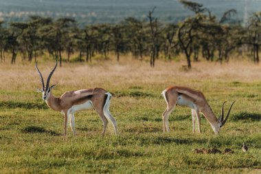 İki Grant ceylanı Kenya çayırlarında yürüyor.