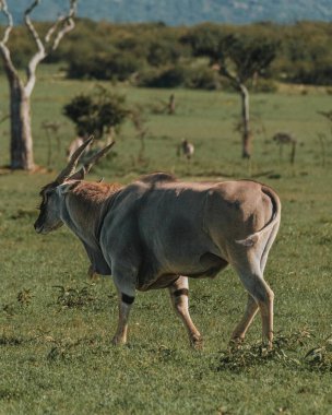 Two elands traverse the green expanses of Masai Mara, Kenya clipart