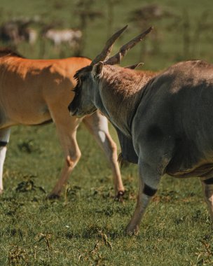 Two elands traverse the green expanses of Masai Mara, Kenya clipart