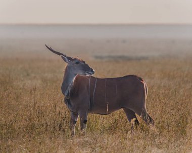 Eland, Kenya, Ol Pejeta 'nın sisli ovalarında yürüyor.