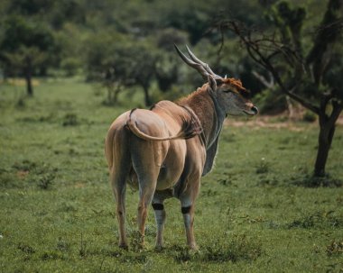 Yeşil Masai Mara Savannah 'da ıssız bir arazi.