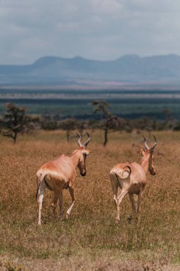 Uçsuz bucaksız bozkırda bir çift Coca Cola antilobu kaynaşıyor.