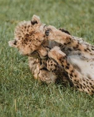 Genç çitalar yeteneklerini zengin Masai Mara 'da oynayarak geliştirirler.