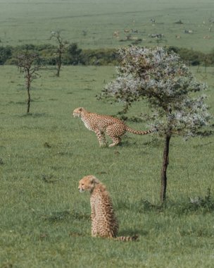 Masai Mara 'da yavrularıyla uyanık yetişkin çitalar dinleniyor.
