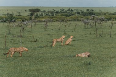 Masai Mara savanasında çeşitli pozlarda çita ailesi.