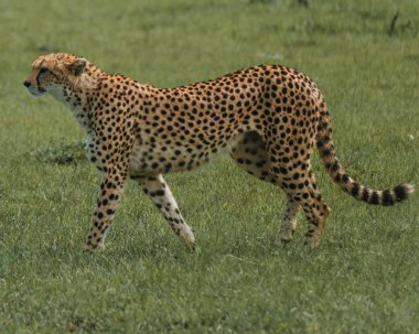 Çita, yemyeşil Masai Mara ovalarında yürüyor.