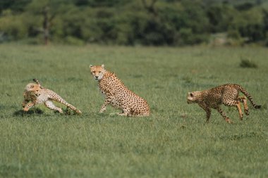 Playful cheetah siblings engage on the Masai Mara grasslands clipart