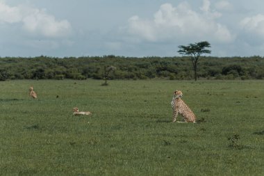 Uyanık bir dişi çita Masai Mara 'yı araştırıyor.