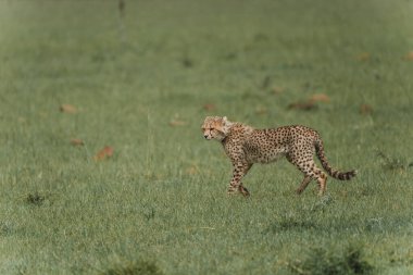 Kenya savanasında sinsice dolaşan odaklanmış çita.