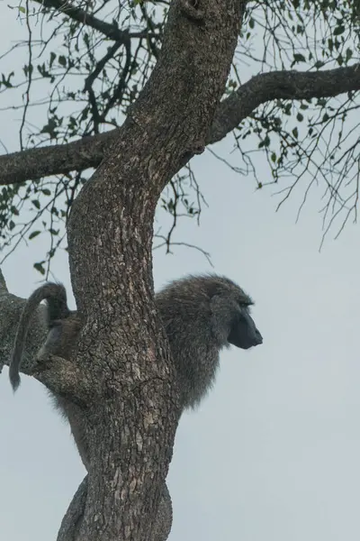 stock image A solitary olive baboon on the tree in the Masai Mara