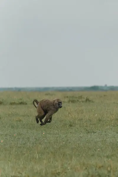 stock image A solitary olive baboon strides across the Masai Mara grassland