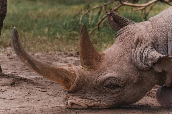 stock image Baraka, a resilient blind black rhino, rests in Ol Pejeta Conservancy