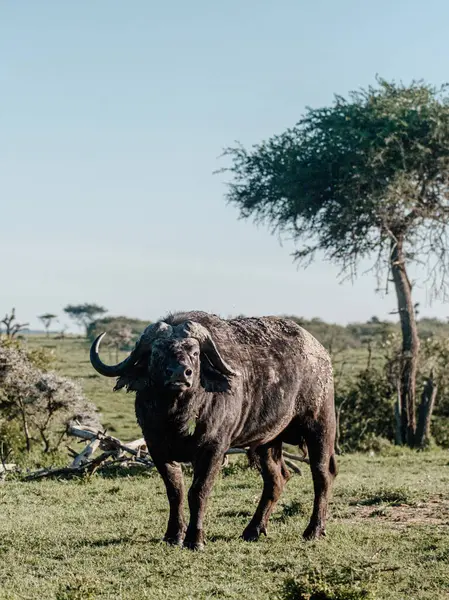 Yaralı ama dirençli bir su bufalosu Masai Mara 'da güçlü duruyor.