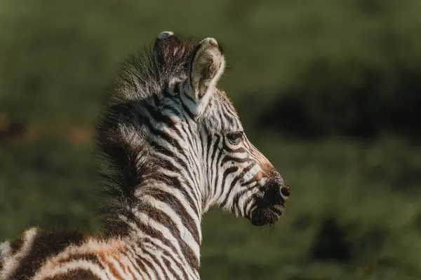 stock image Young zebra portrait with vivid stripes, Masai Mara