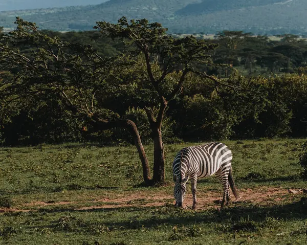 stock image Solitary zebra in lush Masai Mara grassland