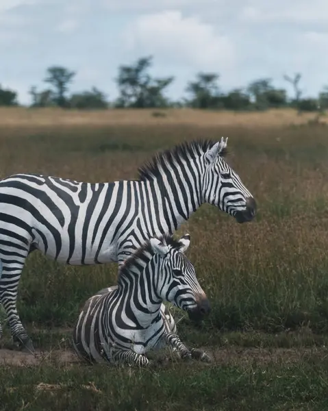 stock image Zebras resting and standing in Ol Pejeta grassland