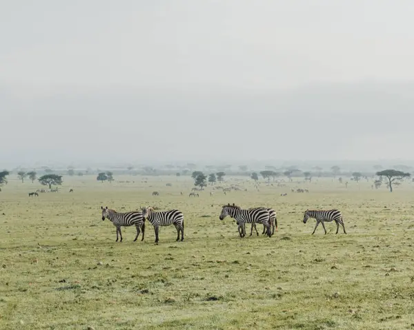 stock image Zebras graze in misty Masai Mara morning