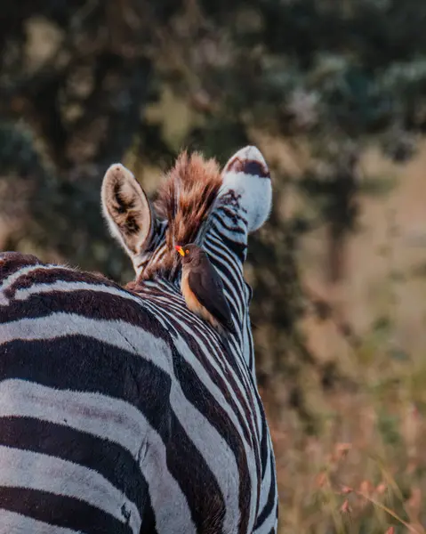 stock image Oxpecker perches on zebra in natural Masai Mara setting