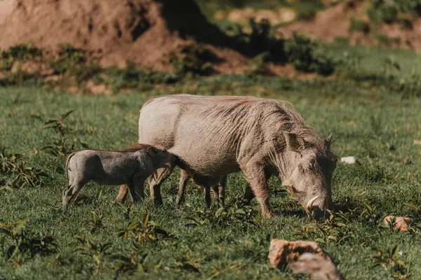Yaban domuzu anne ayyaş Masai Mara 'da domuz besliyor.