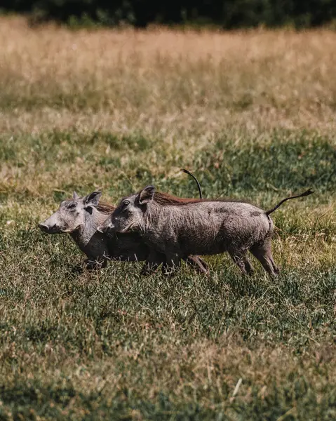 stock image Warthogs grazing in lush Masai Mara grassland