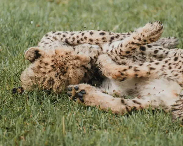 Genç çitalar yeteneklerini zengin Masai Mara 'da oynayarak geliştirirler.