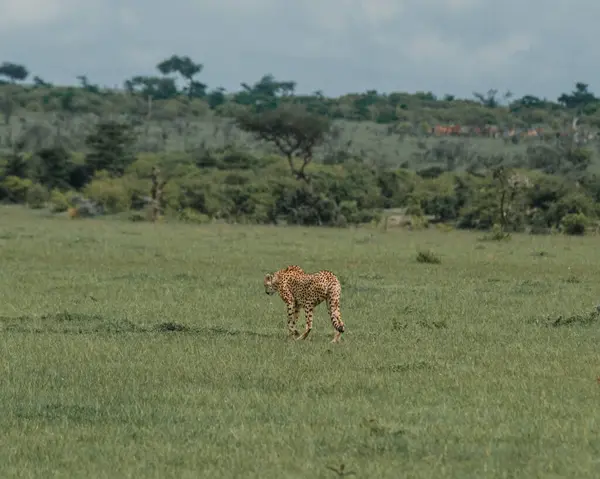 Çita, yemyeşil Masai Mara ovalarında yürüyor.